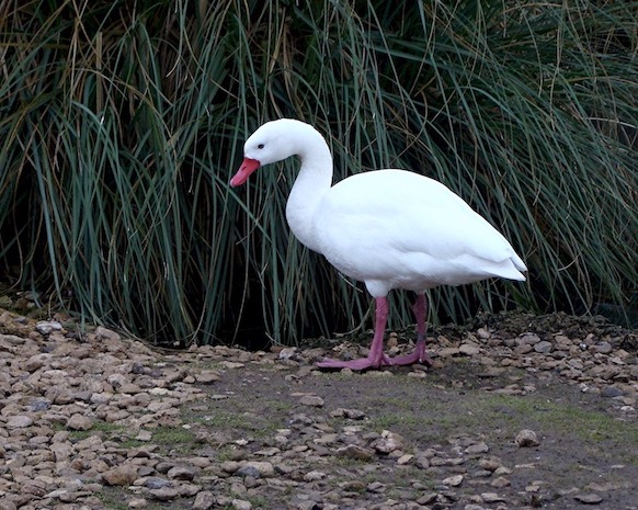 coscoroba swan